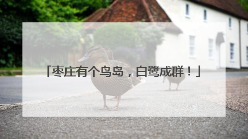 枣庄有个鸟岛，白鹭成群！